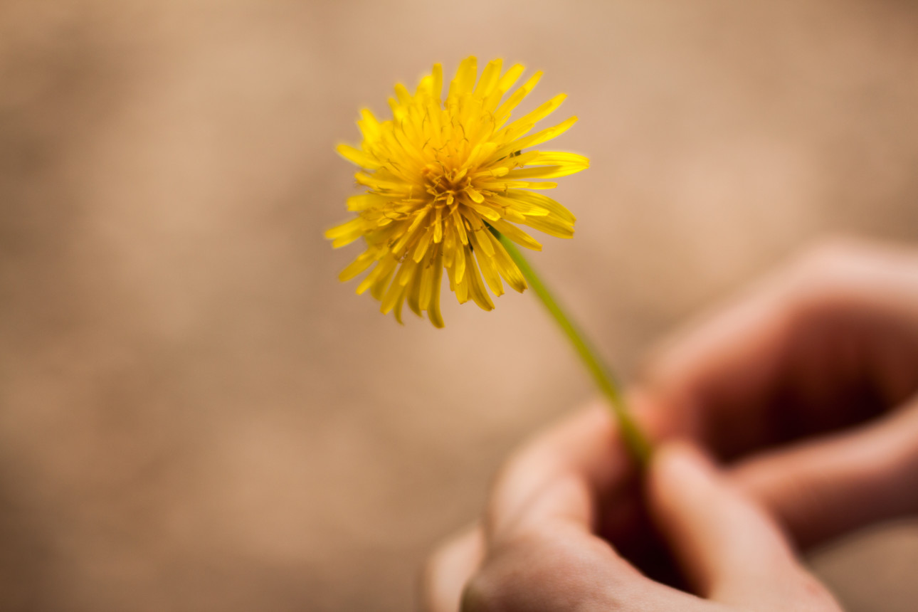 Dandelion - Finding Joy in the Simple, Everyday Things