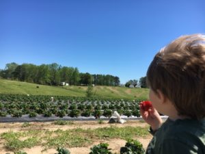 Strawberry Picking for the Win - Colin enjoying scenery and berries