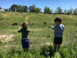 Strawberry Picking for the Win - boys watching cows