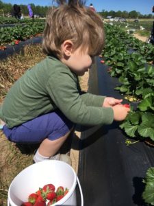 Strawberry Picking for the Win - Colin picking strawberries