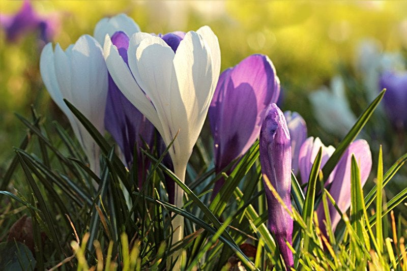 Green cleaning tips - Happy Spring!