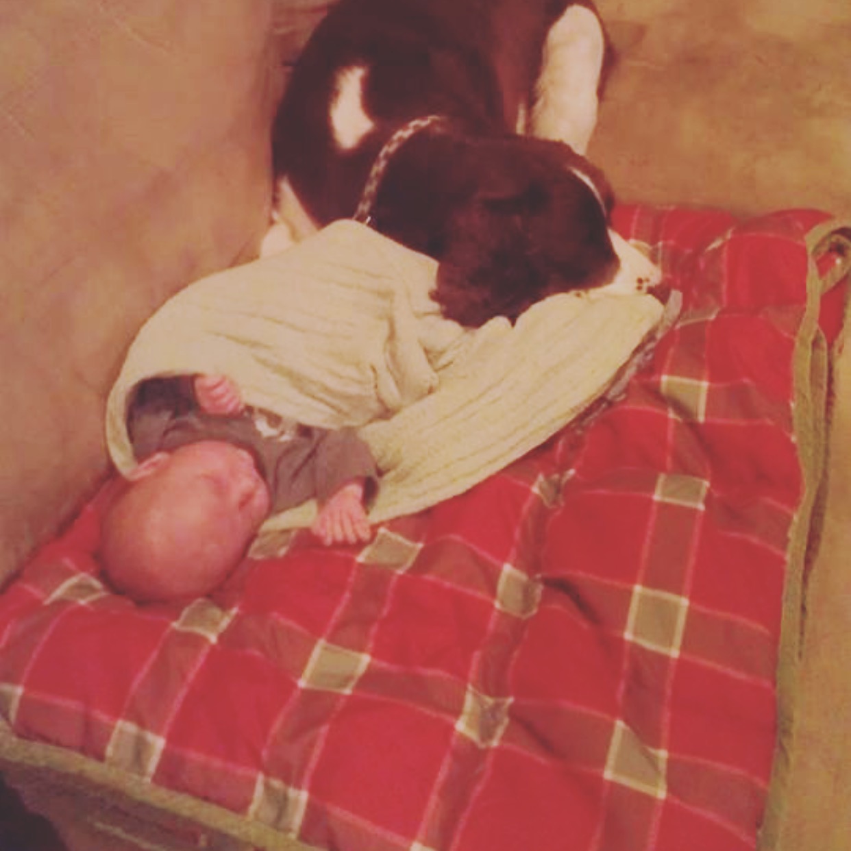 A Dog Lover's Guide to Bringing Home Baby