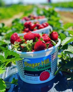 places to explore in birmingham while social distancing - strawberry picking!