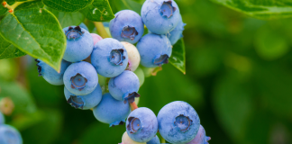 blueberry picking in Birmingham