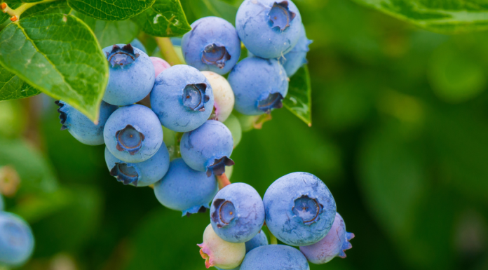 blueberry picking in Birmingham