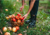 5 Birmingham-Area Apple Orchards birmingham apple orchards