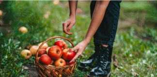 birmingham apple orchards