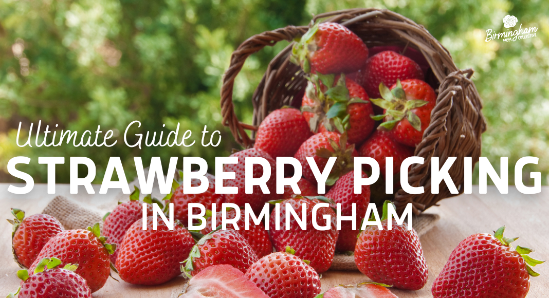 strawberry picking in Birmingham