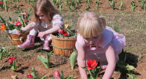 American Village Festival of Tulips
