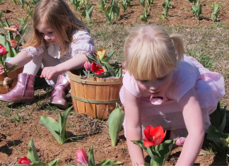 American Village Tulip Festival