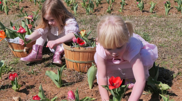 American Village Tulip Festival