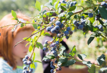The Ultimate Guide to Blueberry Picking Around Birmingham blueberry picking birmingham