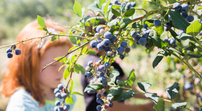 The Ultimate Guide to Blueberry Picking Around Birmingham blueberry picking birmingham