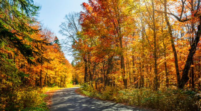 8 Places to See Fall Leaves in Birmingham Fall Leaves Birmingham