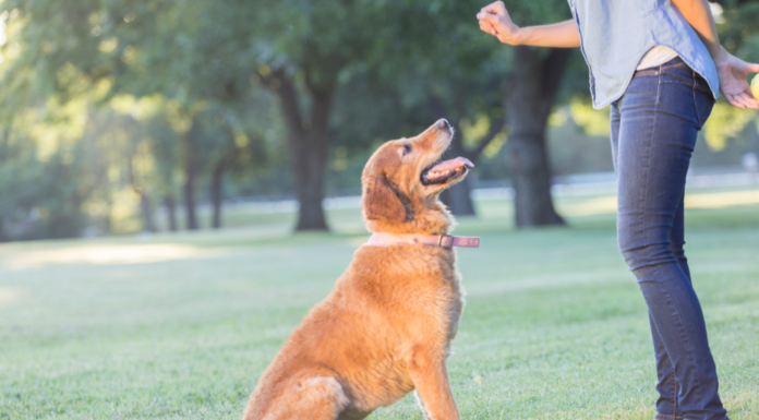 dog trainer birmingham
