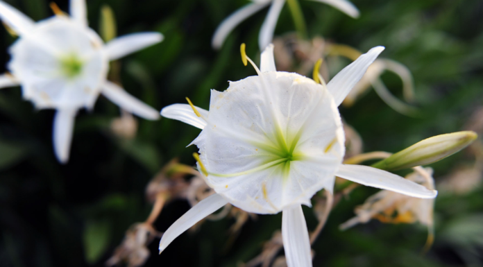 Cahaba River Lily